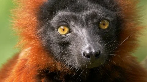 Red ruffed lemur (Varecia rubra) Видео 79753603