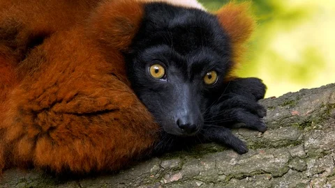 Red ruffed lemur (Varecia rubra) sleepy portrait Stock-Footage 101403412