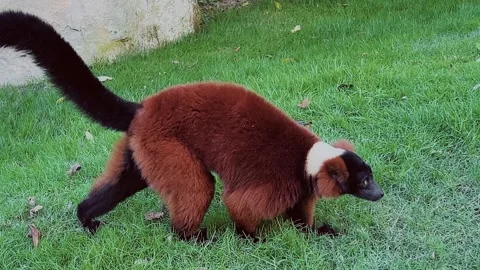 Red ruffed lemur walking on green grass Stock Footage 302928828