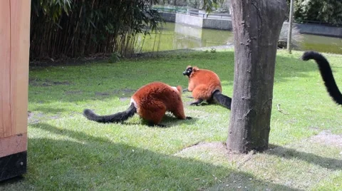 Red ruffed lemurs playing and relaxing in the zoo Stock Footage 49610154