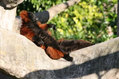 Red ruffled lemur Stock Photos