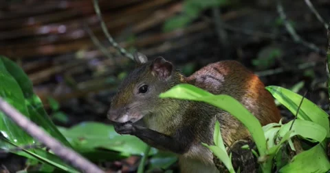Red Rumped Agouti feed in the Amazon Rainforest portrait Vídeo Stock 344779021