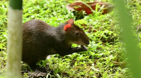 Red-rumped Agouti Stock-Footage 64802649