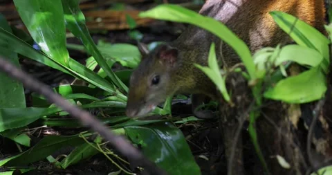 Red Rumped Agouti forage in the Amazon Rainforest closeup 库存影片 344779027