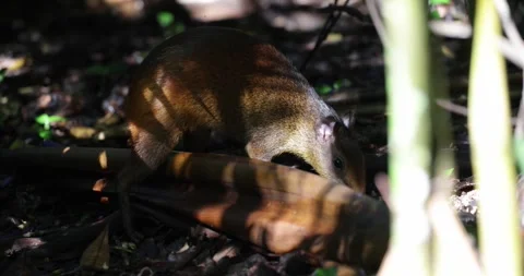 Red Rumped Agoutis forage in the Amazon Rainforest close up Stock Footage 344779051
