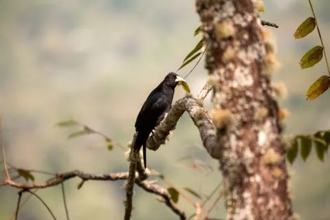 Red-rumped cacique Stock Photos