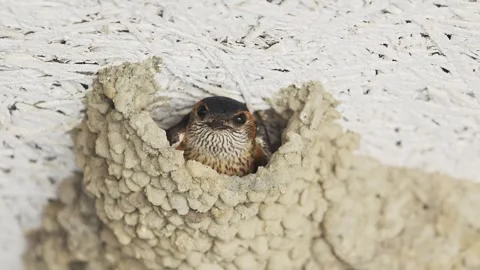 Red-rumped swallow in the nest Stock Footage 320696447