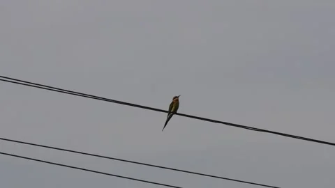 A Red-rumped Swallow perched on wire Stock-Footage 316245456