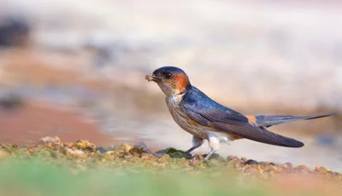Red-rumped swallow Foto stock