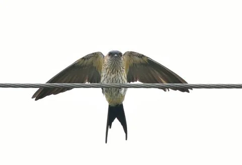 Red-rumped swallow Stock Photos
