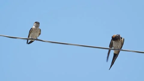 Red-rumped swallow preening its feathers Stock Footage 320696466