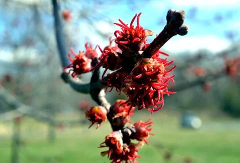 Red Rush Stock Photos