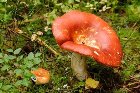 Red russula Stock Photos