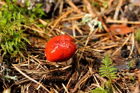 Red russula Stock Photos