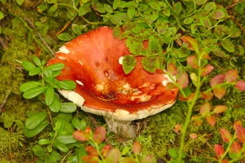 Red Russula Stock Photos