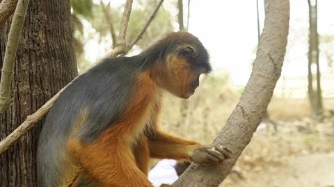 The red rusty Colobus monkey chewing on some peanuts while sitting in a Stock Footage 244690211