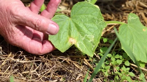 Red rusty spots on borage leaves in the country. Anthracnose disease or sunburn Stock Footage 296578956