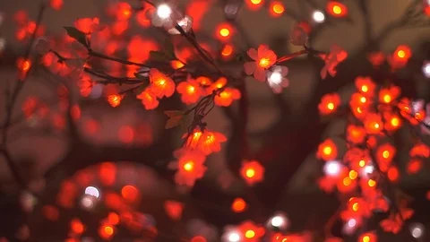 Red sakura tree with blurred background Stock Footage 107802556