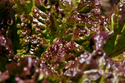 Red salad Stock Photos