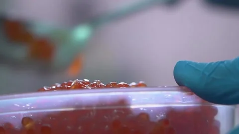 Red salmon caviar. Vidéo 158630615