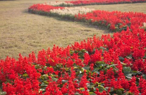 Red salvia Stock Photos