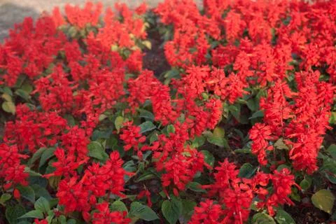 Red salvia Stock Photos