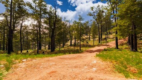 On a red sand path that runs through a virtual forest 3d render Stock Illustration
