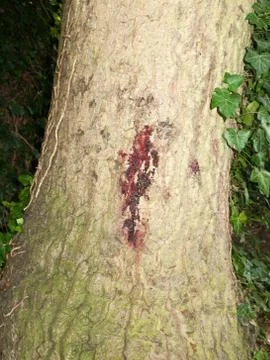 A red sap mark run off on side bark of tree Stock Photos