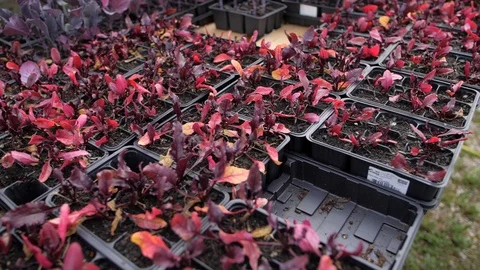 Red saplings Stock Footage 126786059