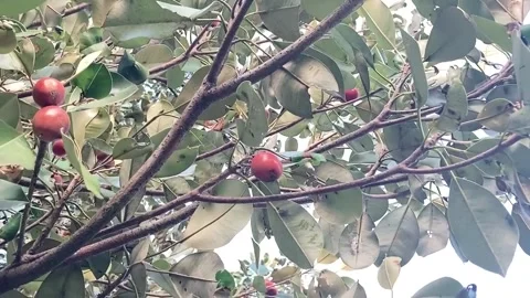 Red Sapodilla Stock Footage 306714083