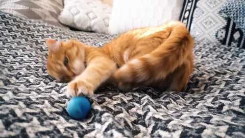 Red сat cuddling with a small ball on bed 4K. Video stock 122244737