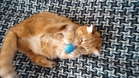 Red сat cuddling with a small ball on bed 4K. Stock Footage 122244913