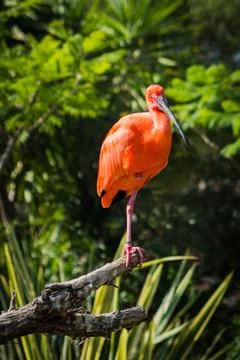 Red Scarlet Ibis Stock Photos