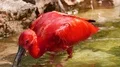 Red Scarlet Ibis very close up splashing in water 4k or 4k+ Resolution