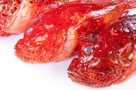 Red Scorpinfish Stock Photos