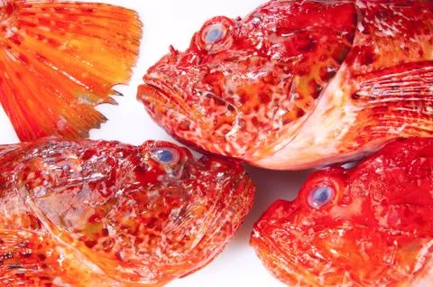 Red Scorpinfish Stock Photos