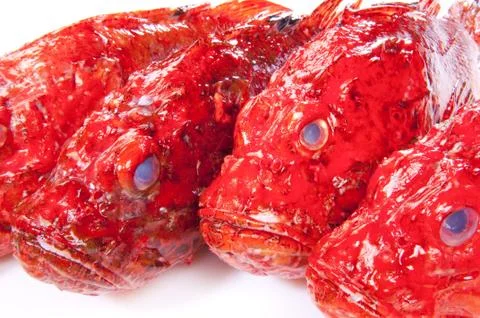 Red Scorpinfish Stock Photos