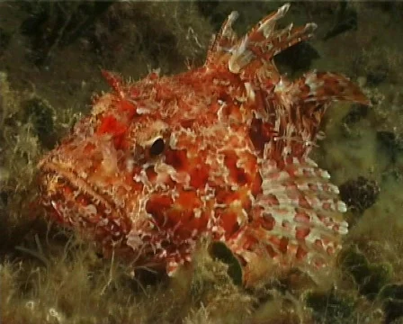 Red Scorpion Fish (C021) 動画素材 99397