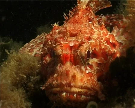 Red Scorpion Fish (C022) Video stock 99400