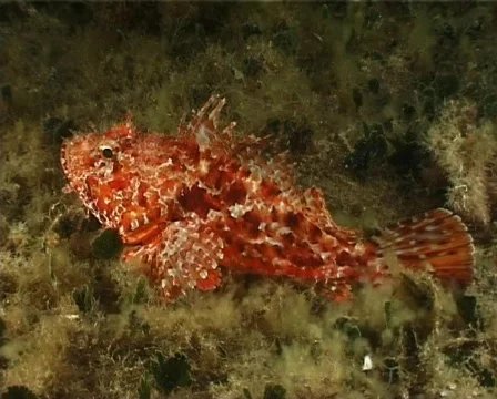Red Scorpion Fish (C023) Video stock 99401