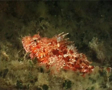 Red Scorpion Fish (C024) 動画素材 99405