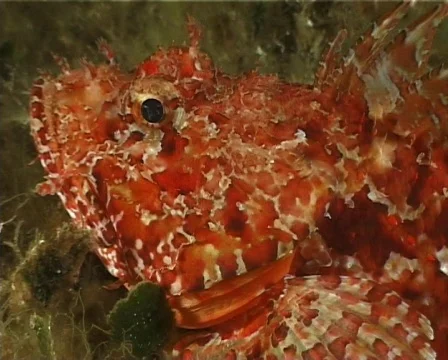 Red Scorpion Fish (C025) Video stock 99408