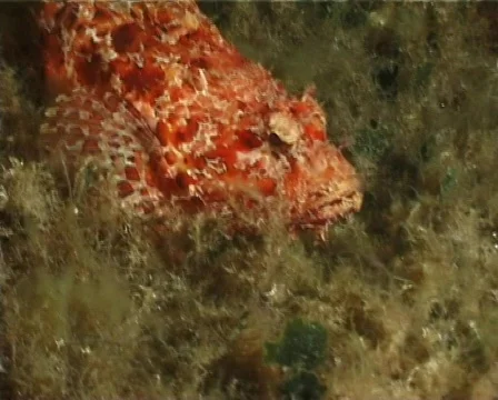 Red Scorpion Fish (C026) Video stock 99411