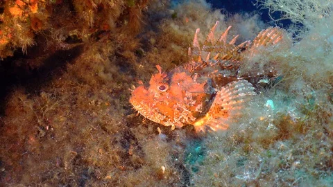 Red scorpion fish mooving from the seabed Stock Footage 127985056