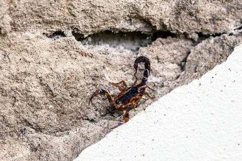 Red scorpion on the ground in attack position, danger indoors Stock Photos