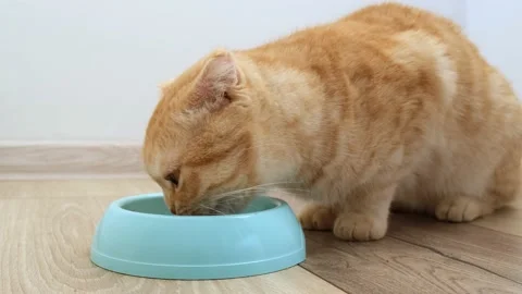 Red Scottish fold cat is eating its wet food from bowl on floor at home close up Stock Footage 219226505