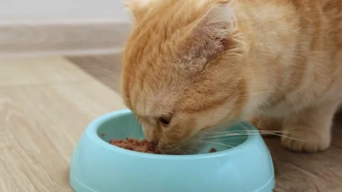 Red Scottish fold cat is eating its wet food from bowl on floor at home closeup Stock-Footage 221123121