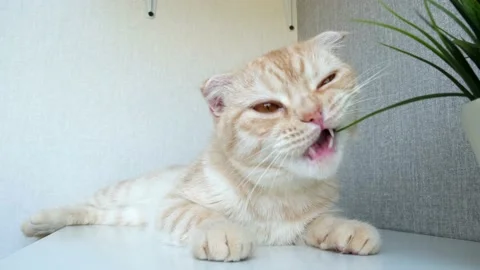 Red Scottish fold cat eats plants indoors. Pet biting green houseplant at home Stock Footage 158968601