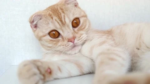 Red Scottish fold cat lying on the white shelf and resting. Cute fluffy ginger Stock Footage 160943725