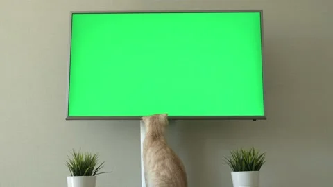 Red Scottish fold cat sitting near TV green screen. Goods for cats and kittens Stock-Footage 201307484
